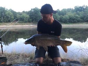 Common Carp