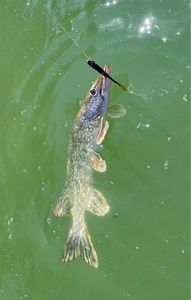 Northern Pike