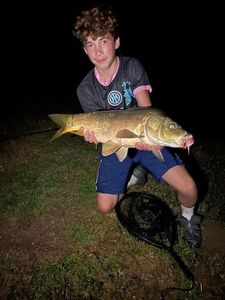 Common Carp