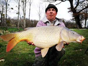 Common Carp