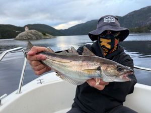 Whiting