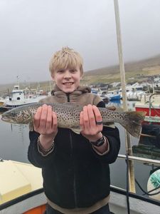 Sea Trout