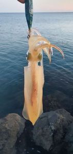 European Squid