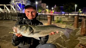 European Bass (Seabass)