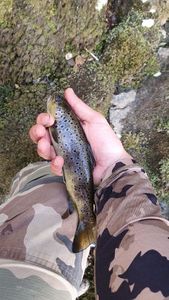 Brown Trout