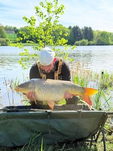 Common Carp