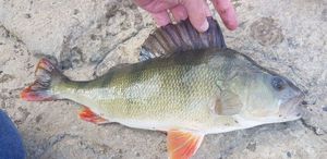 European Perch