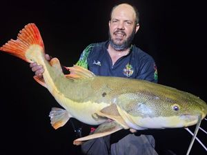 Redtail Catfish (Pirarara)