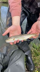 Brown Trout