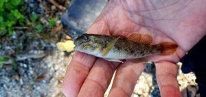 Round Goby