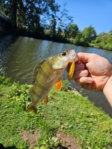 European Perch