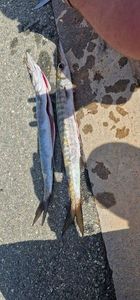 Great Barracuda
