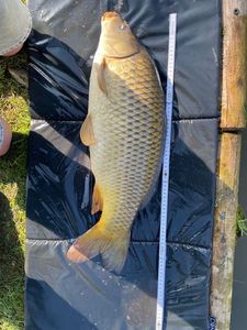 Common Carp