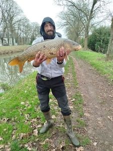 Common Carp