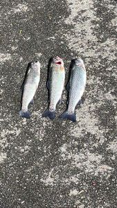 Rainbow Trout