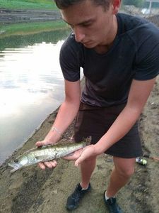 Zander