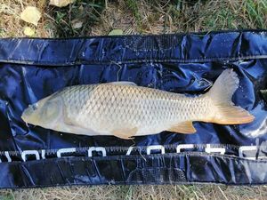 Common Carp