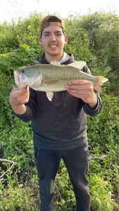 Largemouth Bass