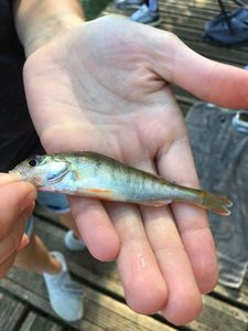 European Perch