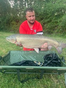 Grass Carp