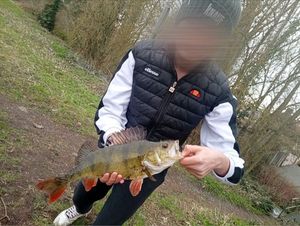 European Perch