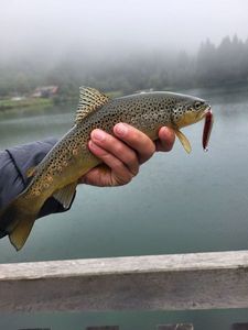 Brown Trout