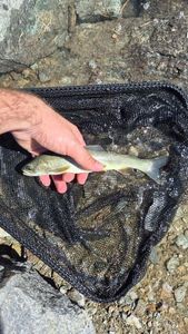 Arctic Char