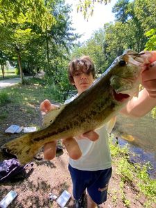 Largemouth Bass