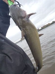 Channel Catfish