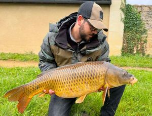 Common Carp