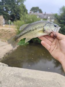 Largemouth Bass