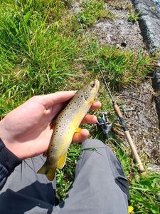 Brown Trout