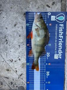 European Perch
