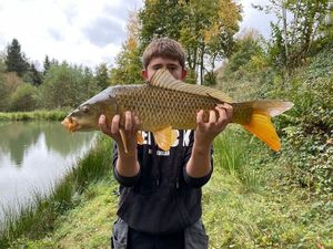 Common Carp