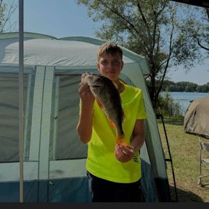 European Perch