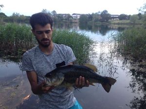 Largemouth Bass