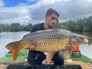 Common Carp