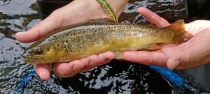 Brown Trout