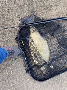 Common Bream