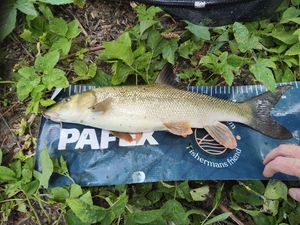 Barbel