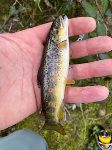 Brown Trout