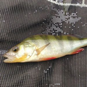 European Perch