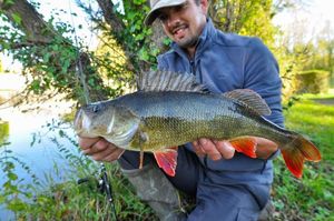 European Perch