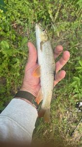 Barbel