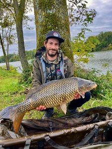 Common Carp