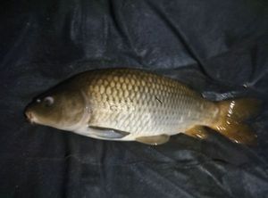 Common Carp