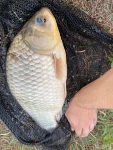 Crucian Carp
