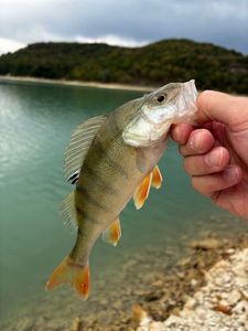 European Perch