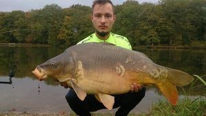 Common Carp