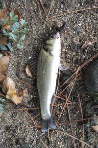 European Bass (Seabass)